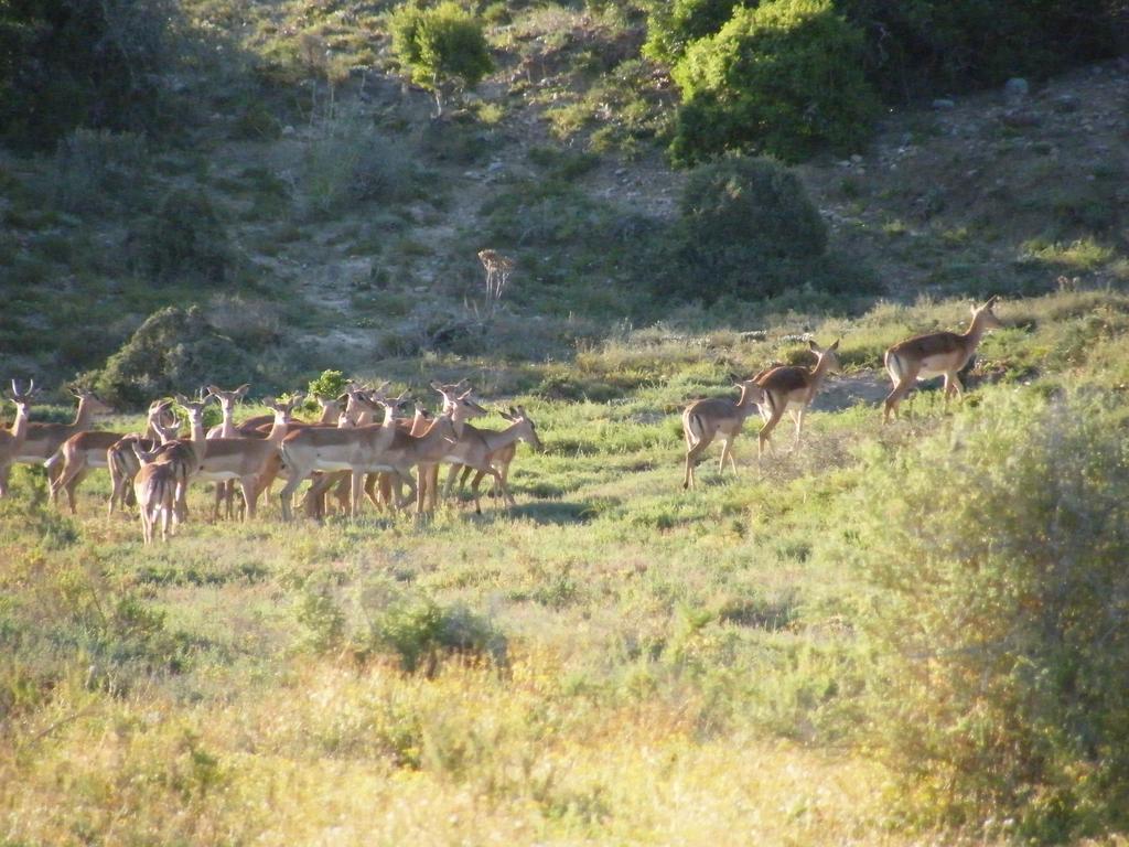 Kudu Ridge Game Lodge Addo Esterno foto