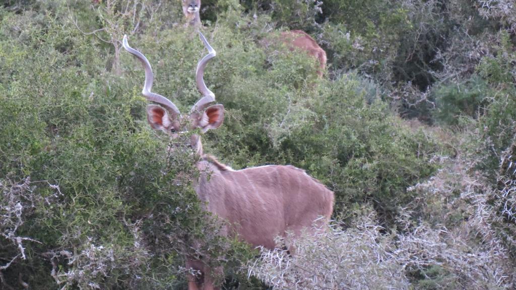 Kudu Ridge Game Lodge Addo Esterno foto