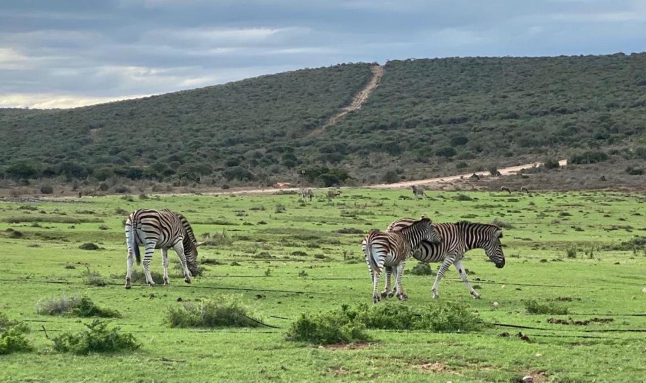 Kudu Ridge Game Lodge Addo Esterno foto