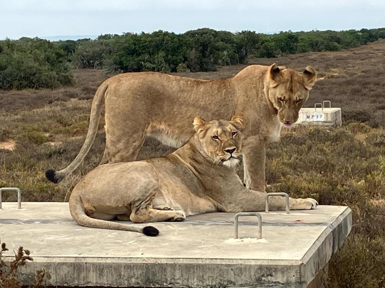 Kudu Ridge Game Lodge Addo Esterno foto