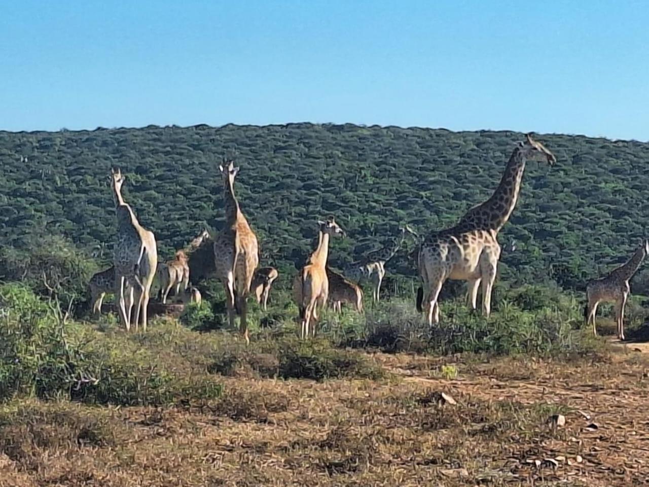 Kudu Ridge Game Lodge Addo Esterno foto