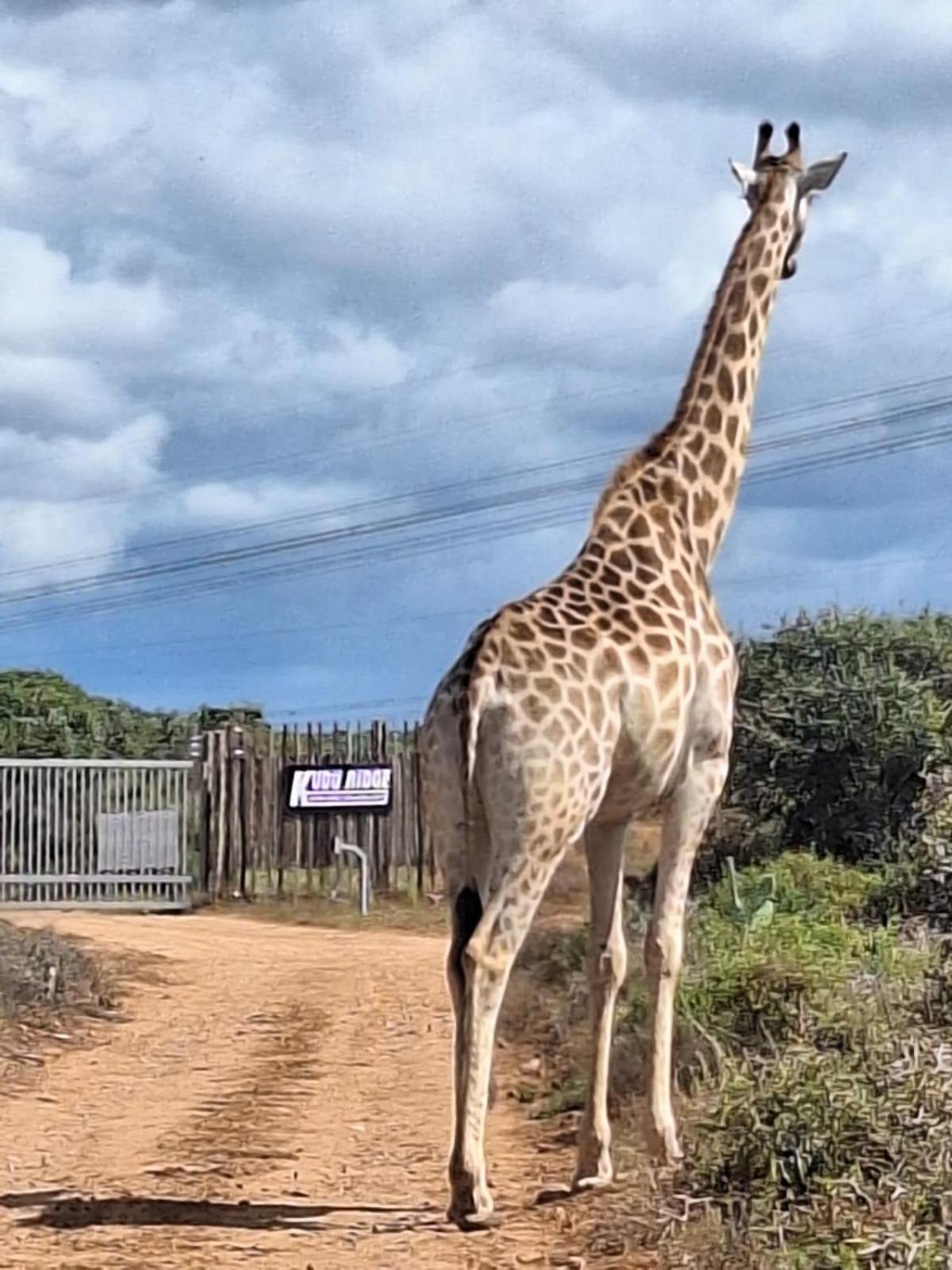 Kudu Ridge Game Lodge Addo Esterno foto