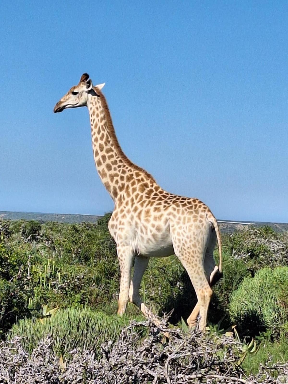 Kudu Ridge Game Lodge Addo Esterno foto