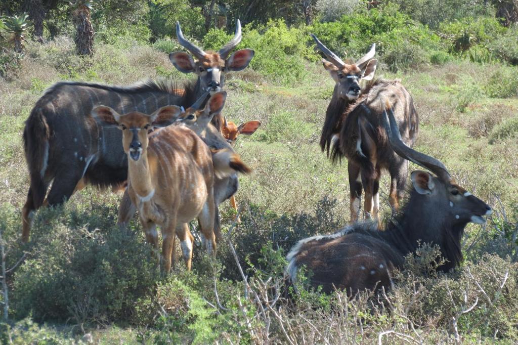 Kudu Ridge Game Lodge Addo Esterno foto