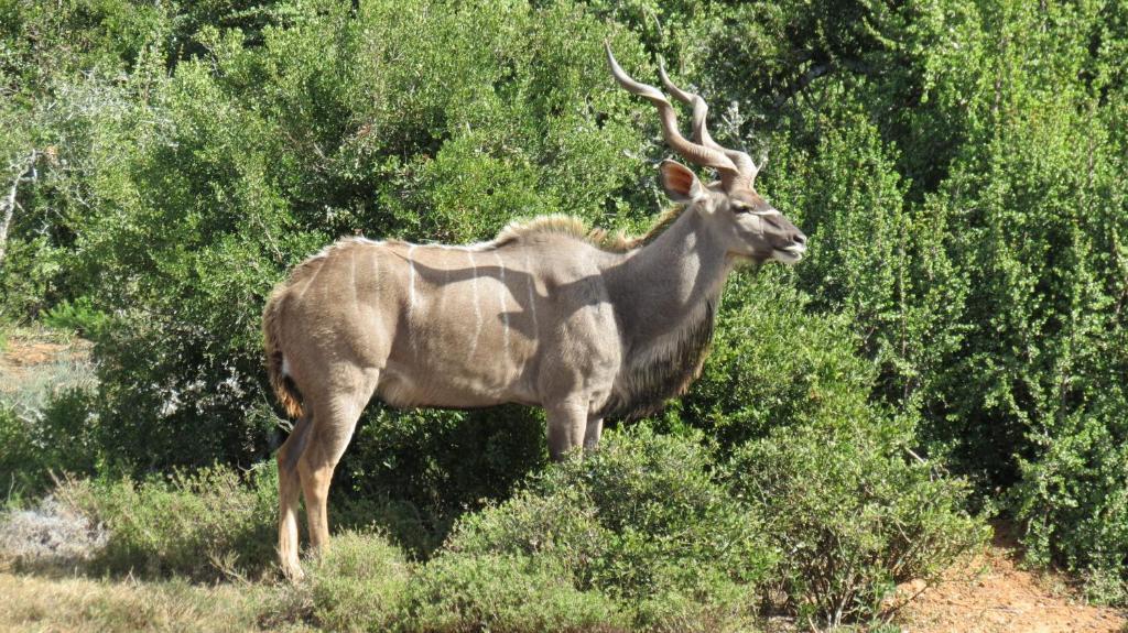 Kudu Ridge Game Lodge Addo Esterno foto