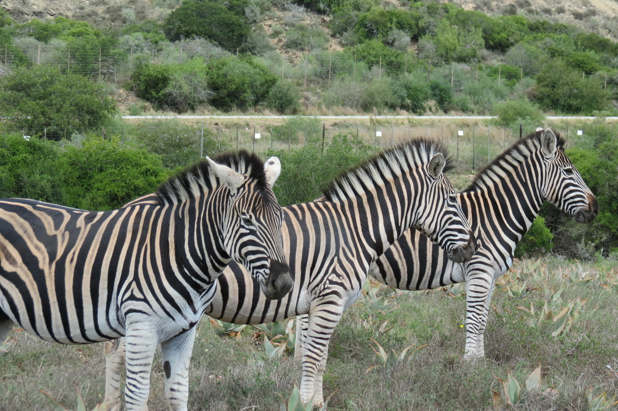 Kudu Ridge Game Lodge Addo Esterno foto